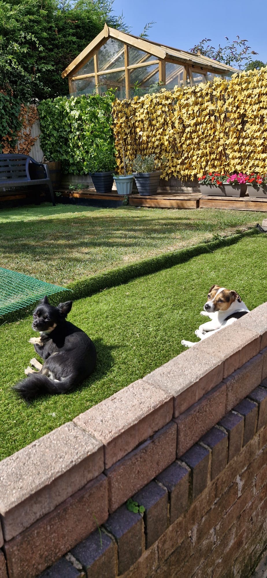 Dolli relaxing in a garden beside a second dog