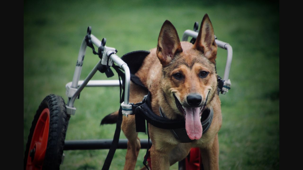 Luna using her wheeled mobility frame on grass